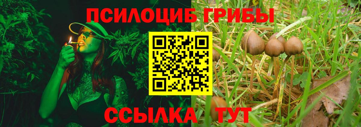 Саянск  Псилоцибиновые грибы Psilocybe  Вход с VPN 
